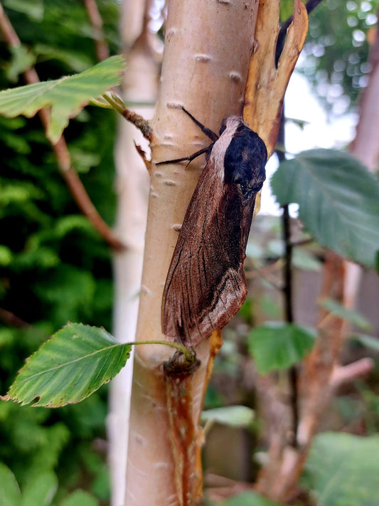 15 x Privet Hawk Moth Larvae – Feeding on Privet - £12.95 - Free P&P