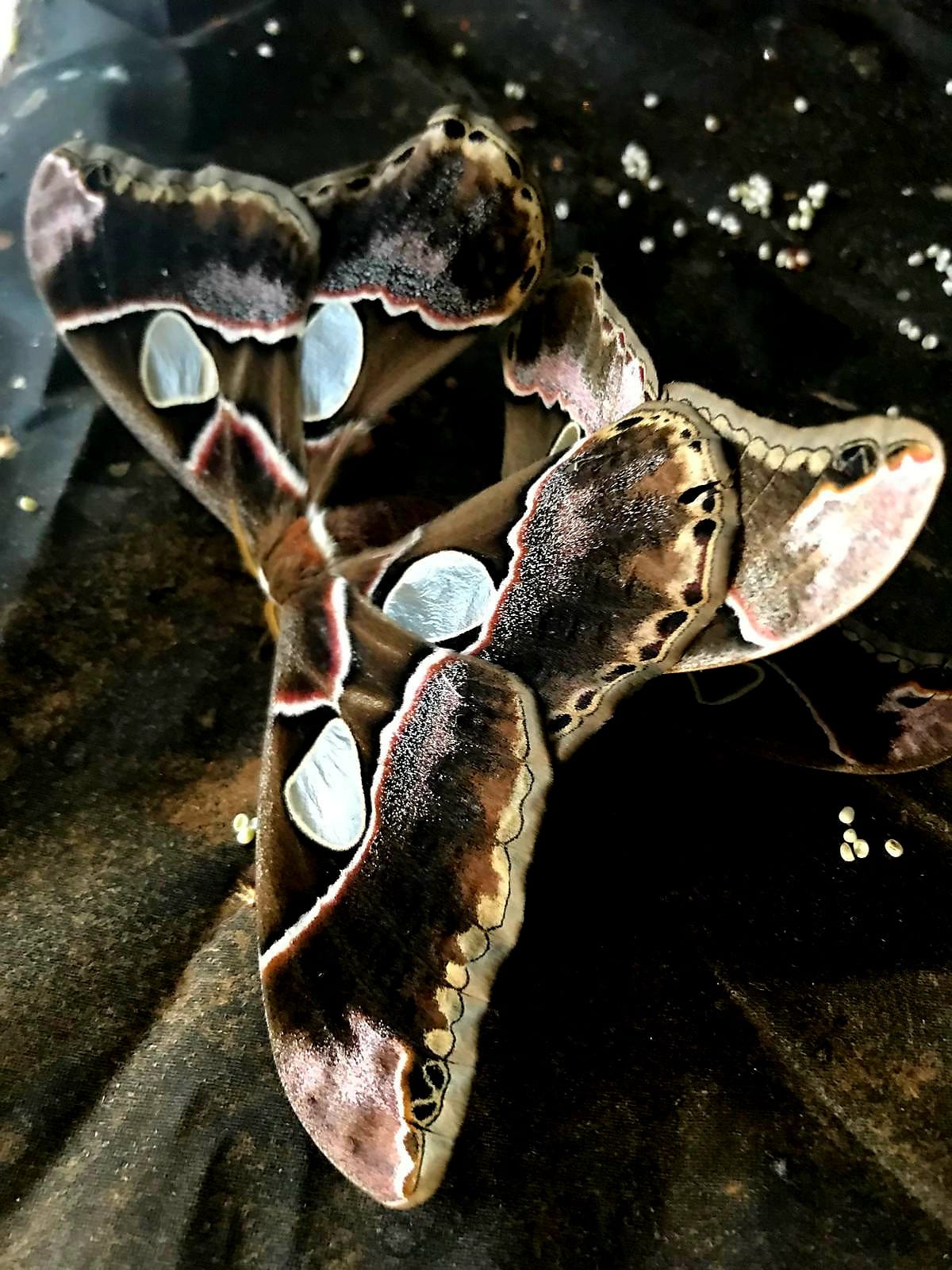 Rothschildia Lebeau Larvae – 15 Premium Lebeau’s Silk Moth Caterpillars - £14.95 - Free P&P