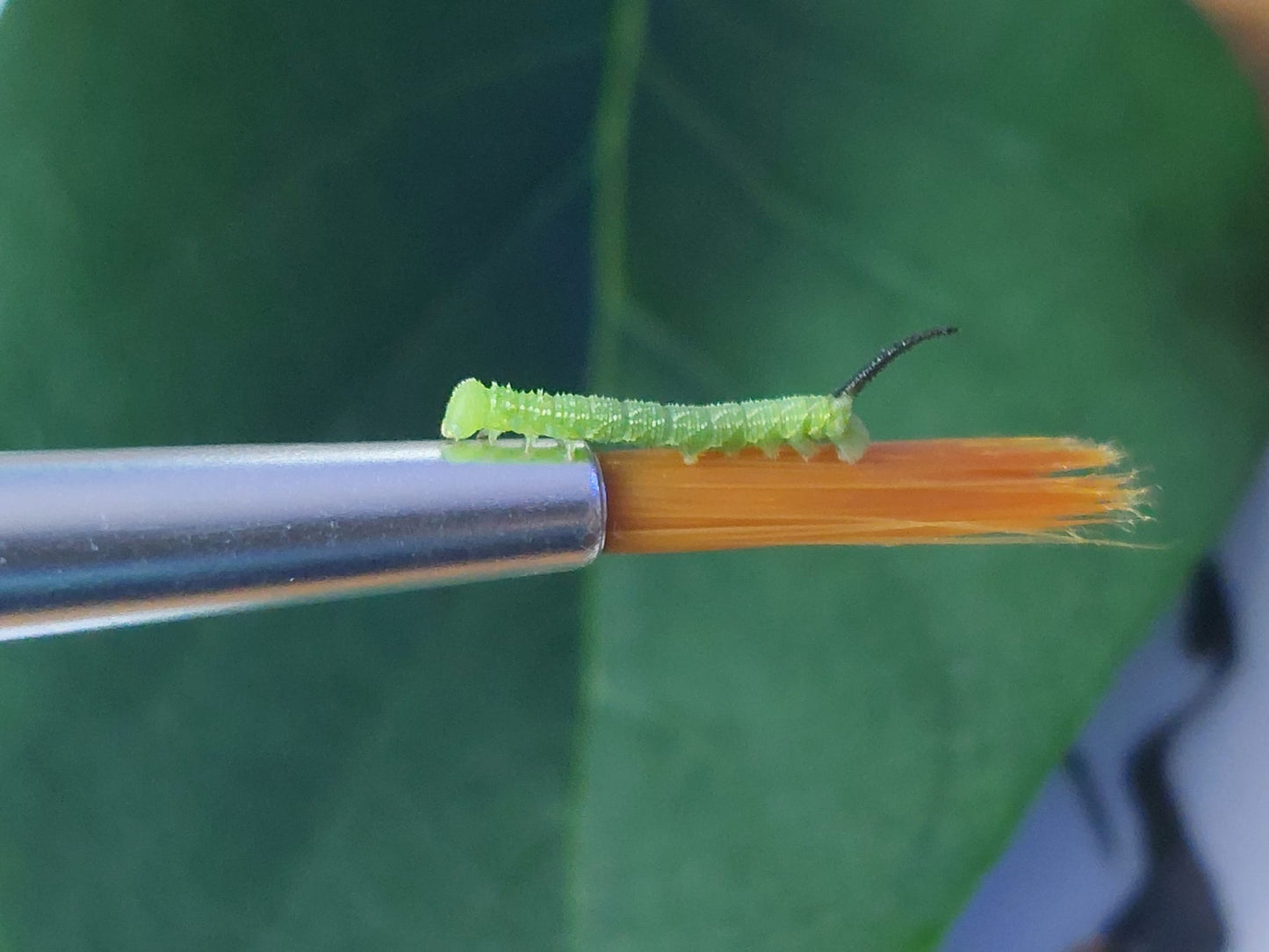 15 x Privet Hawk Moth Larvae – Feeding on Privet - £12.95 - Free P&P