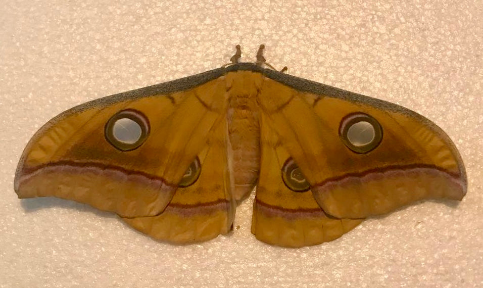 20x Antheraea yamamai Eggs – Japanese Oak Silkmoth - £12.95 - Free P&P