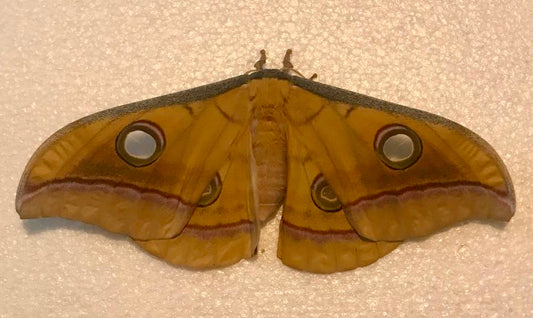 20x Antheraea yamamai Eggs – Japanese Oak Silkmoth - £12.95 - Free P&P