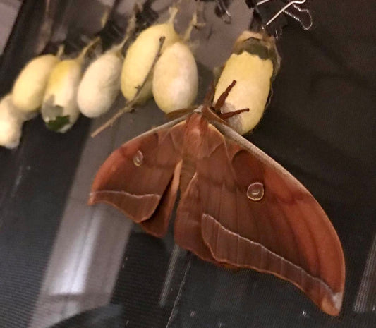 20x Antheraea yamamai Eggs – Japanese Oak Silkmoth - £12.95 - Free P&P