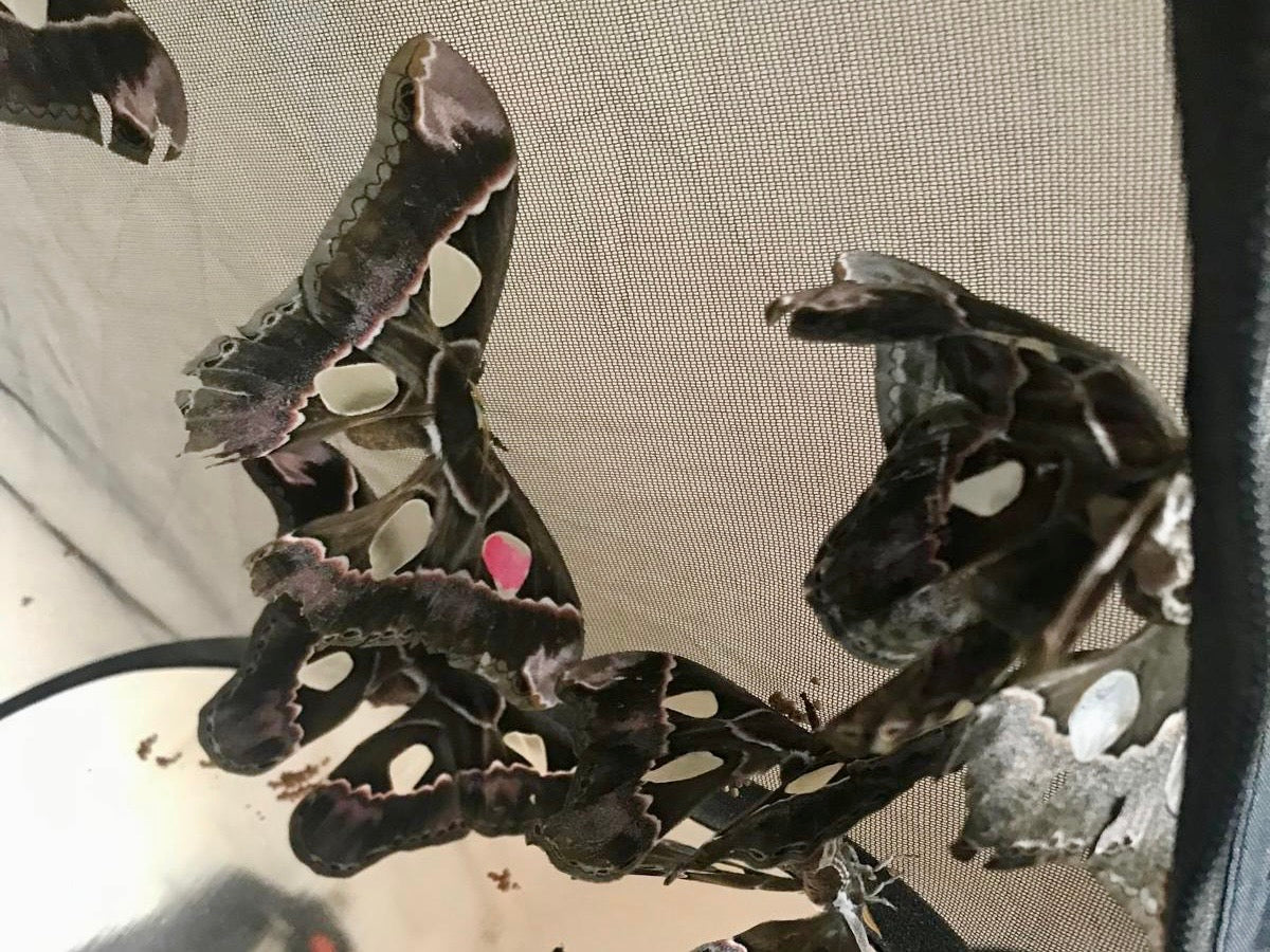 Rothschildia lebeccuatoralis Eggs/Ova - 20 Premium Silk Moth £12.95 - Free P&P