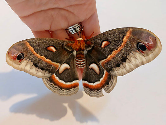 Robin Moth Eggs – 20 Premium Quality Hyalophora cecropia Eggs | Expert-Bred North American Stock | - Free P&P