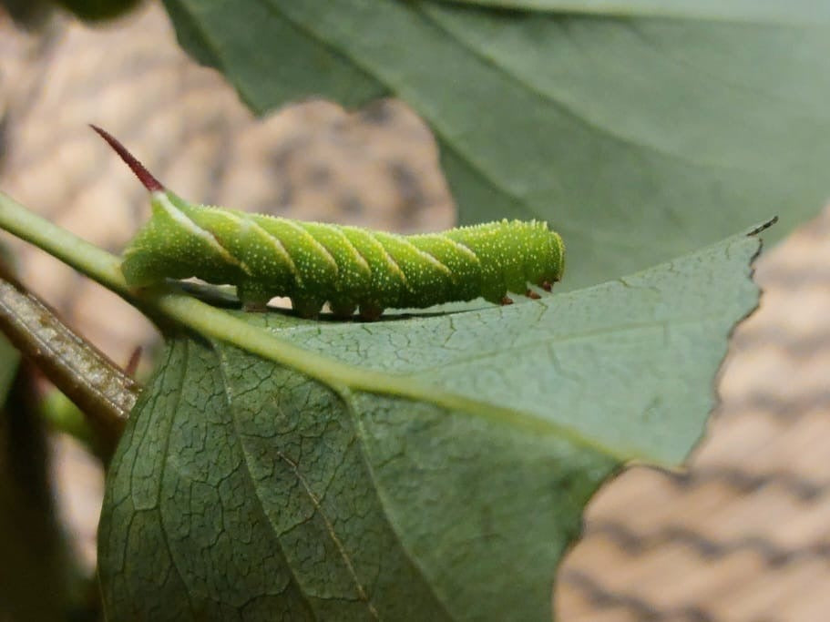 15 x Privet Hawk Moth Larvae – Feeding on Privet - £12.95 - Free P&P