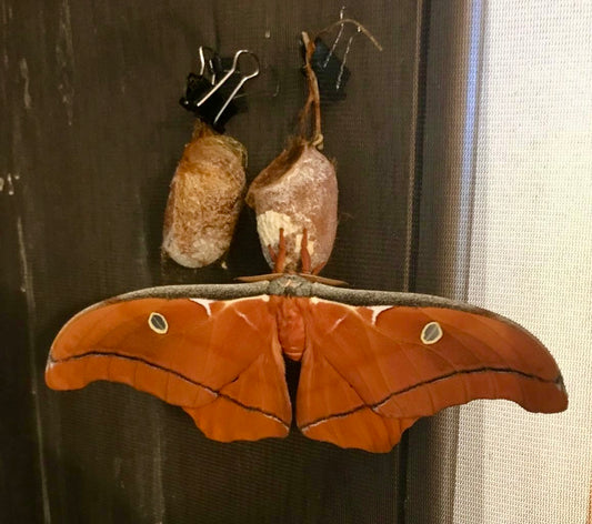 🌟 Buy Antheraea godmanii Eggs – 15 Ultra-Rare Giant Silk Moth Ova | £14.95 - Free P&P
