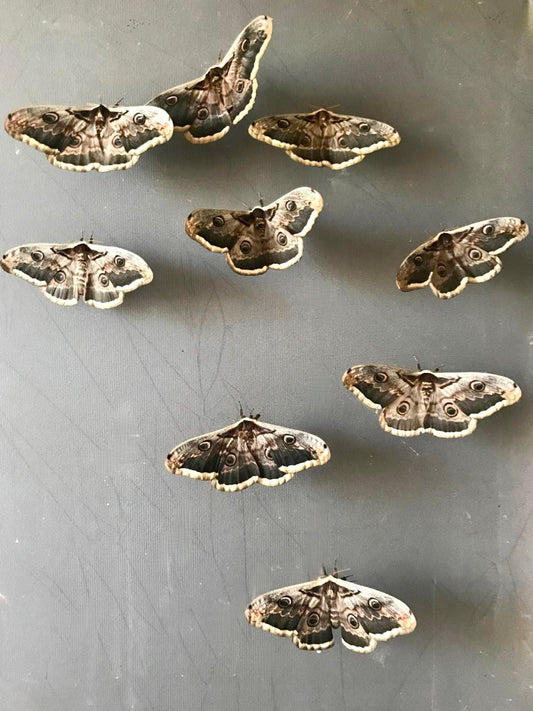 SATURNIA PYRI – GIANT PEACOCK MOTH – 15 Live Larvae (on Hawthorn) - Free P&P