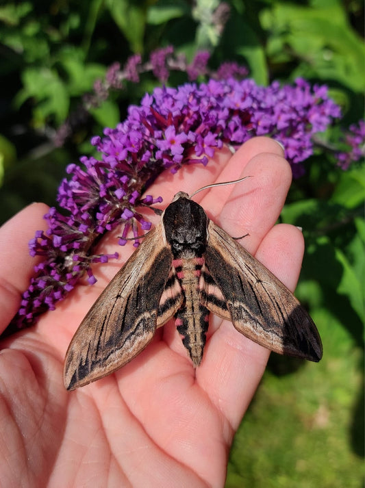 15 x Privet Hawk Moth Larvae – Feeding on Privet - £12.95 - Free P&P