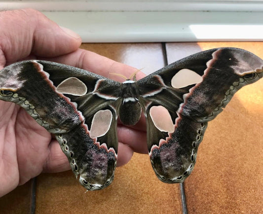 Rothschildia lebeccuatoralis Eggs/Ova - 20 Premium Silk Moth £12.95 - Free P&P