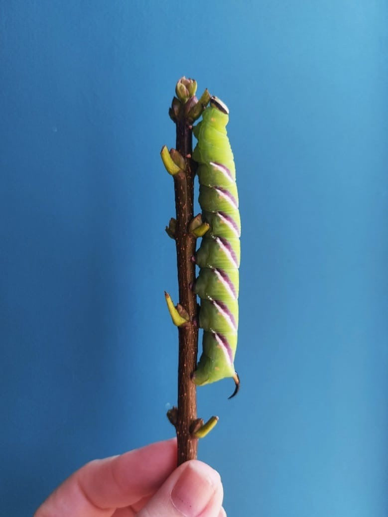15 x Privet Hawk Moth Larvae – Feeding on Privet - £12.95 - Free P&P