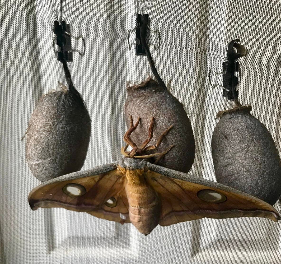 15 Antheraea mylitta Larvae – Tasar Silkmoth | Brambles Bug Basket - Free P&P - £14.95