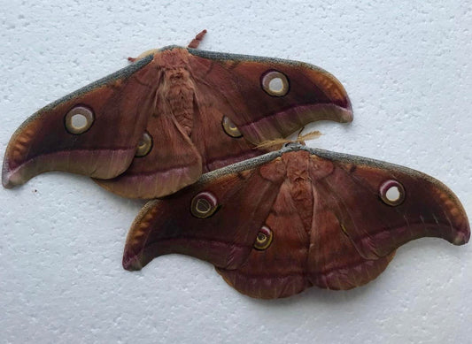 15 Antheraea mylitta Larvae – Tasar Silkmoth | Brambles Bug Basket - Free P&P - £14.95