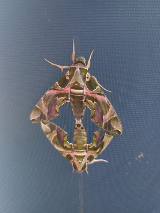 Larvae Level 1 (On Privet) - 15 X Oleander Hawkmoth (Daphnis Nerii)