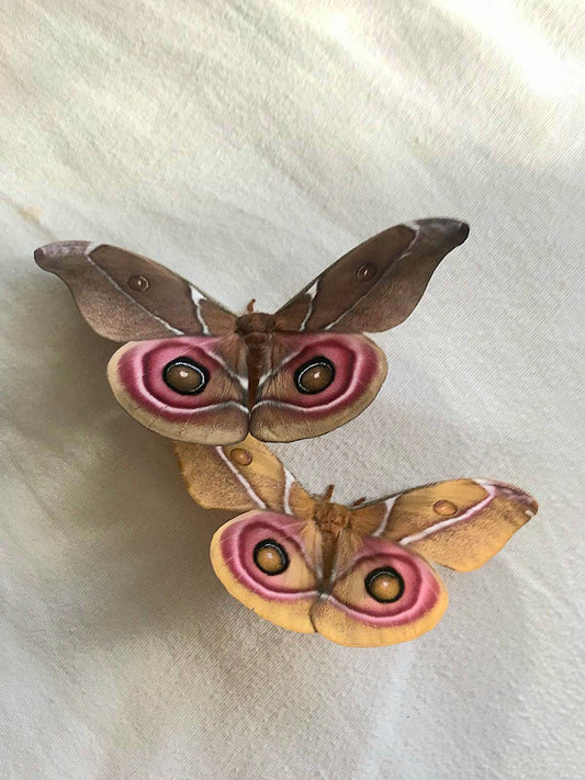 🦋 15 x Antherina suraka Larvae (On Hawthorn) 🦋 – The Madagascar Bullseye Moth - £12.95 - Free P&P