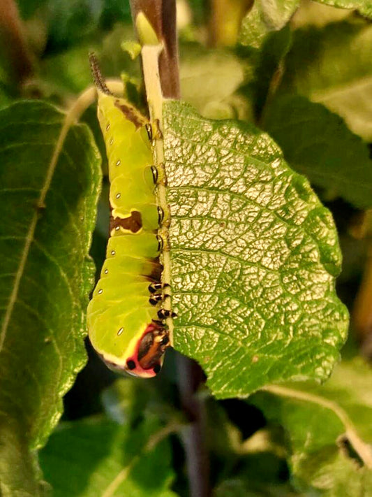 CERURA VINULA – PUSS MOTH – 10 Live Larvae (on Pussy Willow) - Level 3+ - Free P&P