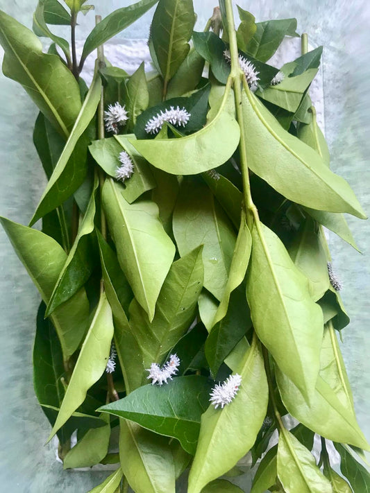 15 x PREMIUM Atlas Moth LARVAE - Attacus Atlas (Thai) - £14.95 - Free P&P