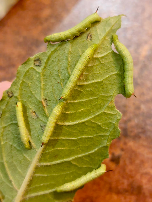 15 x Elephant Hawk Moth Larvae – Feeding on Fuchsia - £12.95 - Free P&P