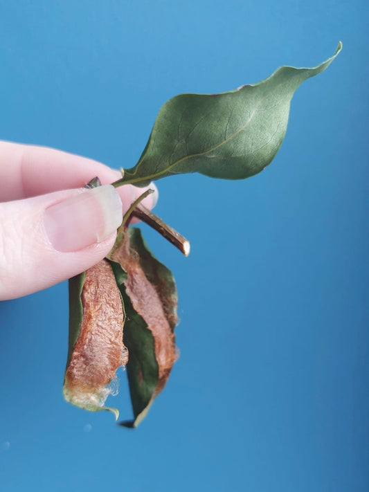 🐛 15 Cherry Silkmoth Larvae – Callosamia promethea Caterpillars – £14.95 - Free P&P 🐛