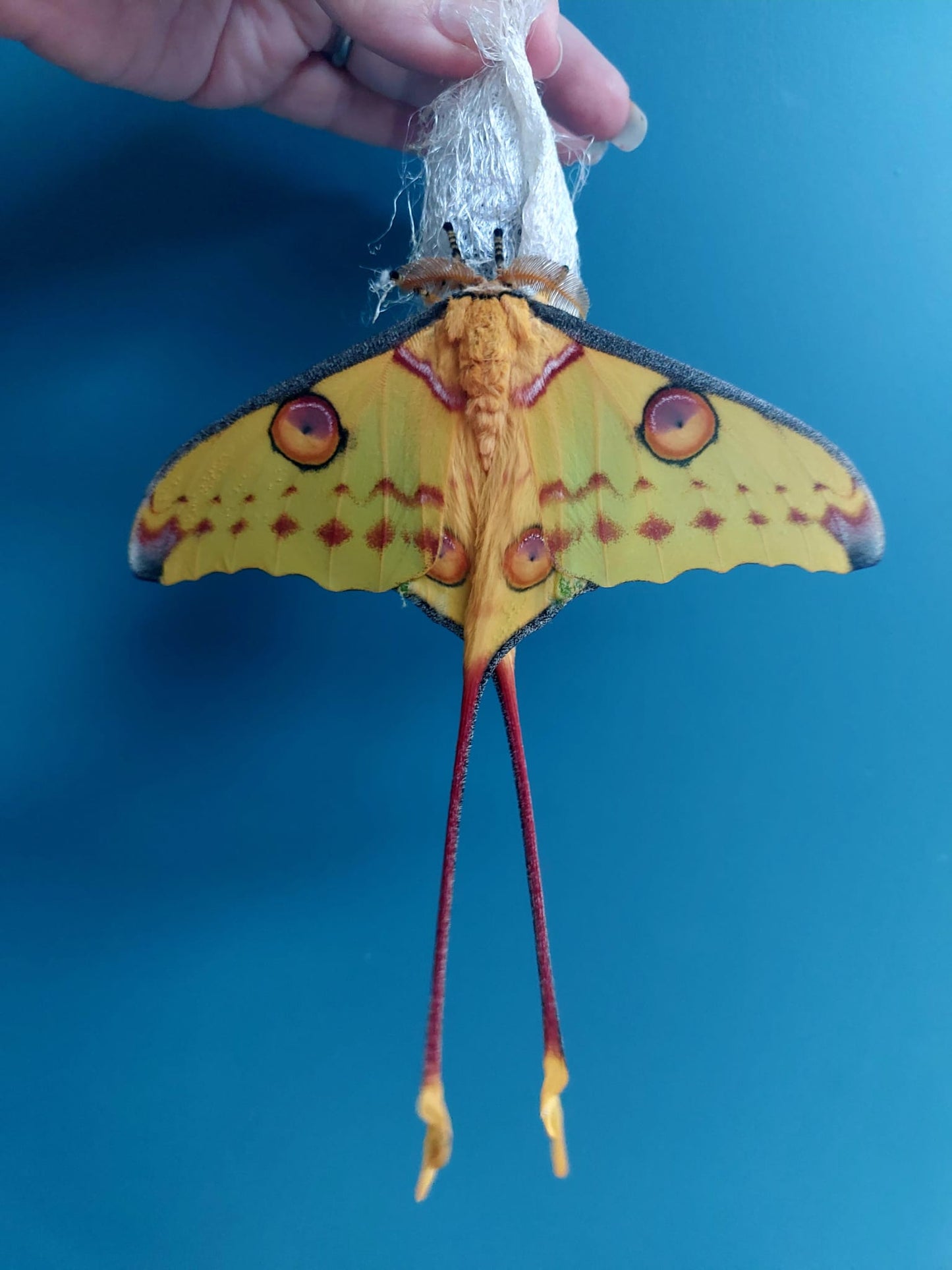 🦋 ULTRA RARE – Argema mittrei Eggs! 🦋
10 Eggs for just £19.95 – FREE UK POSTAGE!