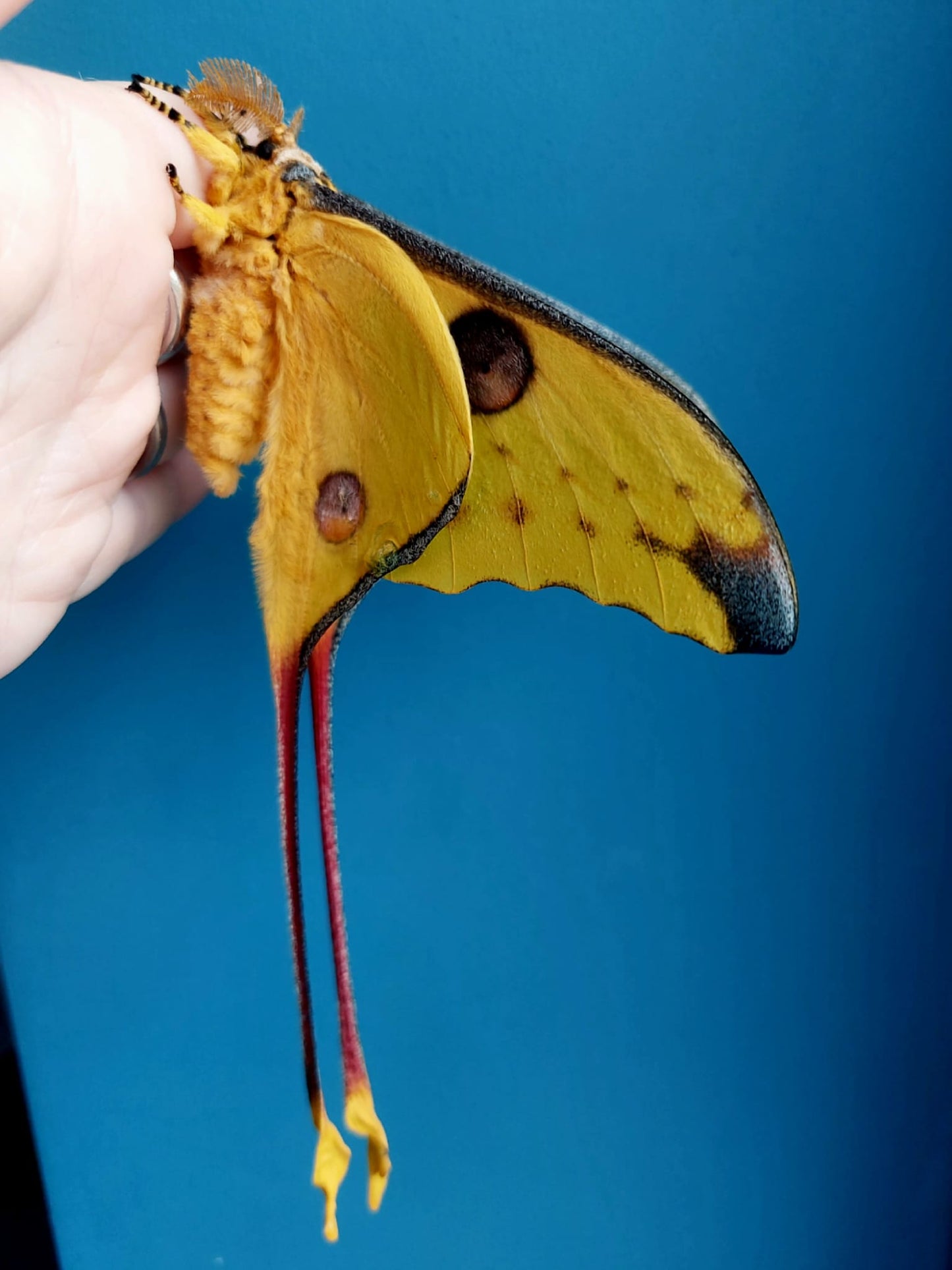 🦋 ULTRA RARE – Argema mittrei Eggs! 🦋
10 Eggs for just £19.95 – FREE UK POSTAGE!
