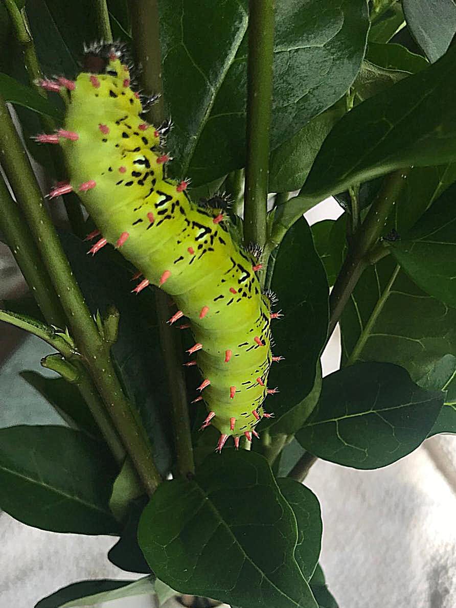 🦋 15 x Antherina suraka Larvae (On Privet) 🦋 – The Madagascar Bullseye Moth - £12.95 - Free P&P