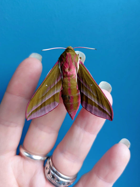 15 x Elephant Hawk Moth Larvae – Feeding on Fuchsia - £12.95 - Free P&P