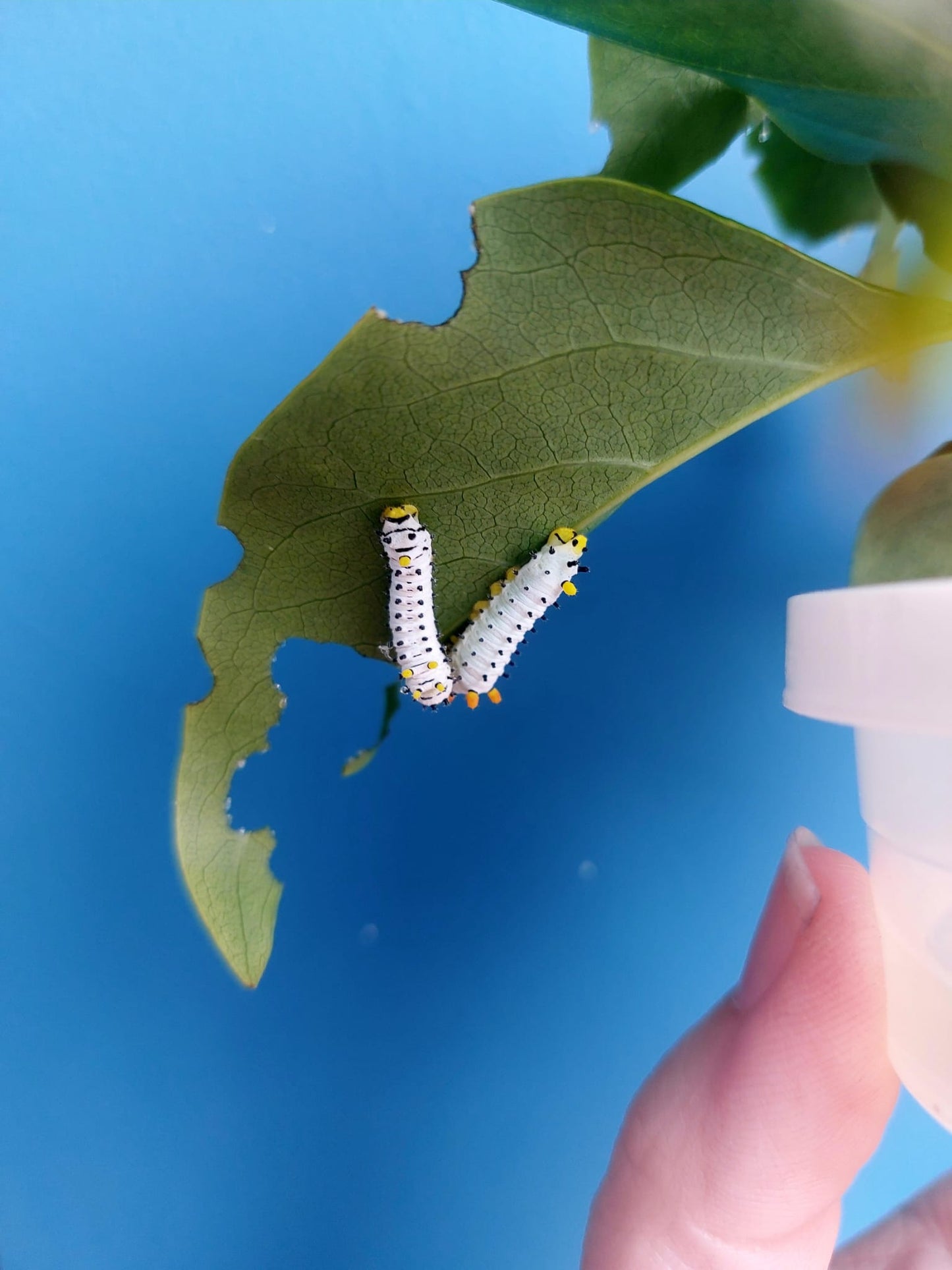 🐛 15 Cherry Silkmoth Larvae – Callosamia promethea Caterpillars – £14.95 - Free P&P 🐛