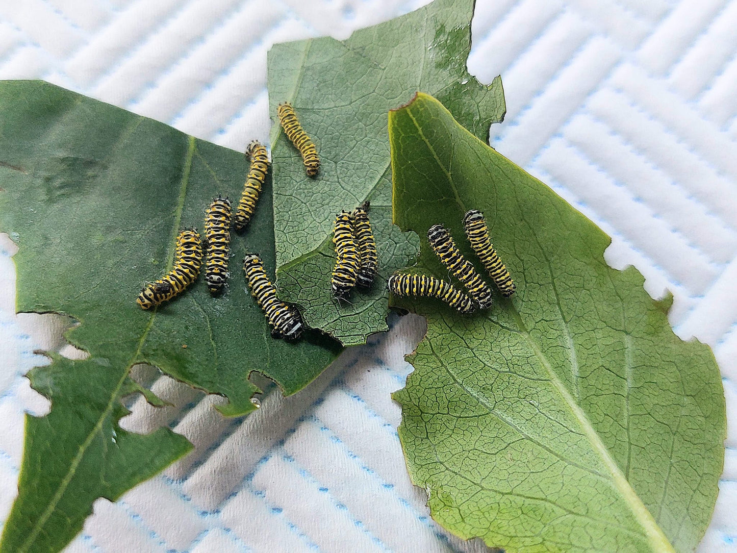 🐛 15 Cherry Silkmoth Larvae – Callosamia promethea Caterpillars – £14.95 - Free P&P 🐛