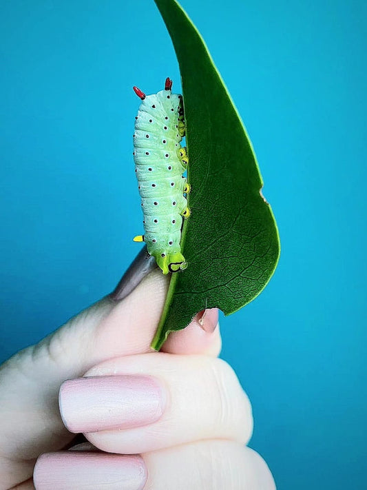🐛 15 Cherry Silkmoth Larvae – Callosamia promethea Caterpillars – £14.95 - Free P&P 🐛