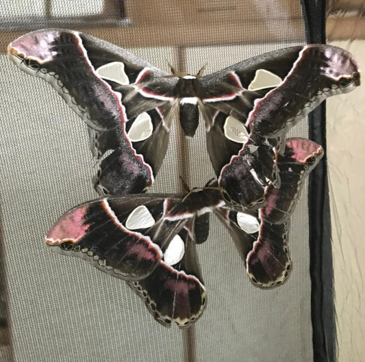 Rothschildia Lebeau Larvae – 15 Premium Lebeau’s Silk Moth Caterpillars - £14.95 - Free P&P