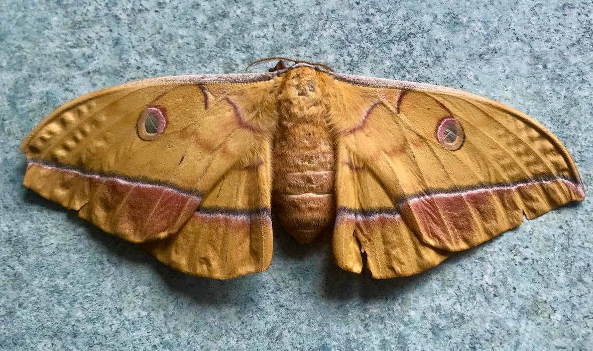 20x Antheraea yamamai Eggs – Japanese Oak Silkmoth - £12.95 - Free P&P