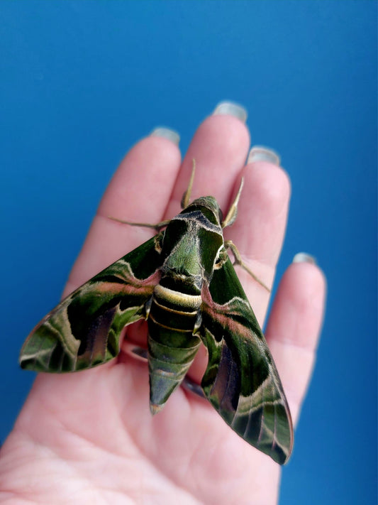 Oleander Hawk Moth Larvae – 15 Live Daphnis nerii Caterpillars - Exotic Sphinx Moth Species - Free P&P