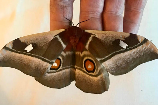 🌟 20 x Bunaea Alcinoe Eggs | Ultra-Rare Emperor Moth | £14.95 - Free P&P